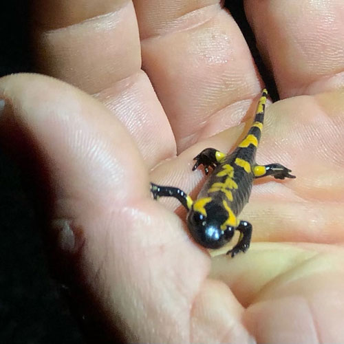 Ein ganz junger Salamander in einer Hand.